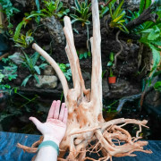 Racine Stump Wood XL – Bois naturel aquarium & terrarium