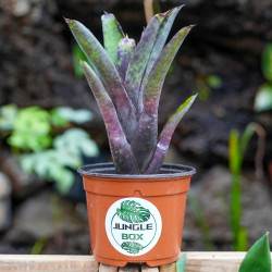 Neoregelia tristis