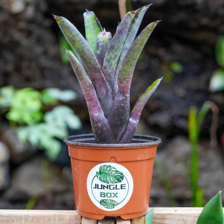 Neoregelia tristis