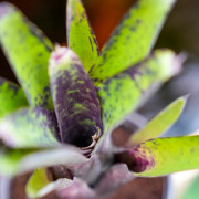 Neoregelia tristis