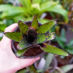 Neoregelia tristis