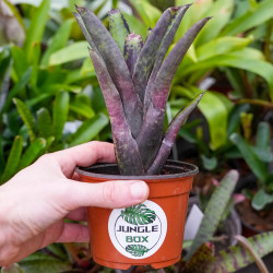Neoregelia tristis