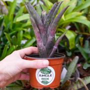 Neoregelia tristis