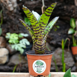 Neoregelia tiger