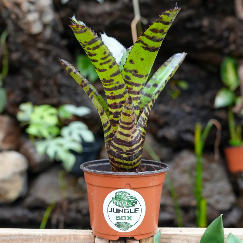 Neoregelia tiger