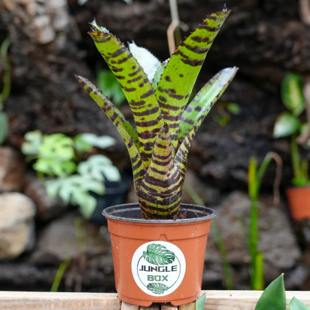 Neoregelia tiger