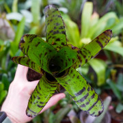 Neoregelia tiger