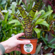 Neoregelia tiger
