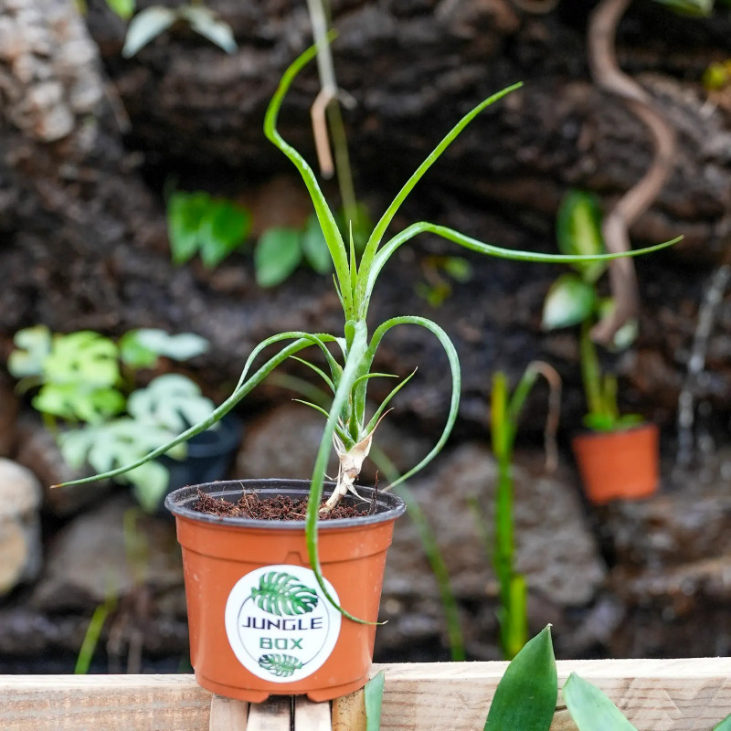 Neoregelia pauciflora
