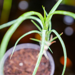 Neoregelia Pauciflora – Plante tropicale compacte | JungleBox