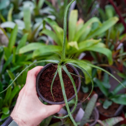 Neoregelia Pauciflora – Plante tropicale compacte | JungleBox