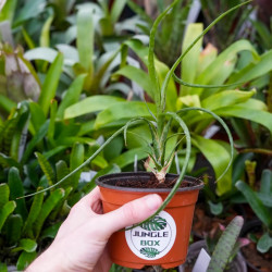 Neoregelia Pauciflora – Plante tropicale compacte | JungleBox