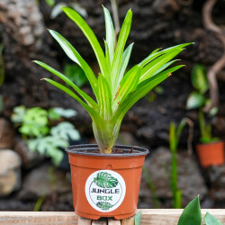 Neoregelia ‘Burnsie’s Spiral’ – Colorful Tropical Bromeliad for Terrariums & Interiors