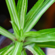 Neoregelia ‘Burnsie’s Spiral’ – Broméliade tropicale colorée pour terrariums et intérieurs