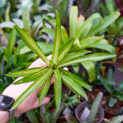 Neoregelia ‘Burnsie’s Spiral’ – Broméliade tropicale colorée pour terrariums et intérieurs