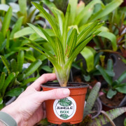 Neoregelia ‘Burnsie’s Spiral’ – Broméliade tropicale colorée pour terrariums et intérieurs
