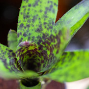 Neoregelia caviar