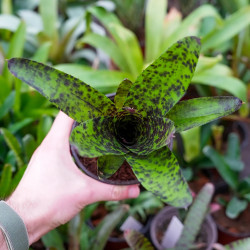 Neoregelia caviar