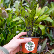 Neoregelia caviar