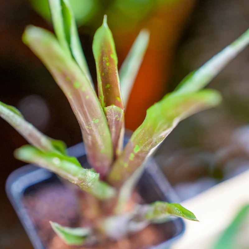 Neoregelia hera varété little bright