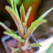 Neoregelia hera varété little bright