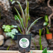 Neoregelia hera varété little bright