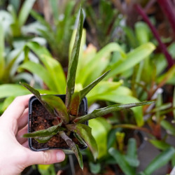 Neoregelia hera varété little bright