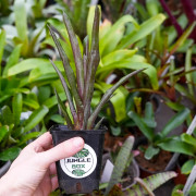 Neoregelia hera varété little bright