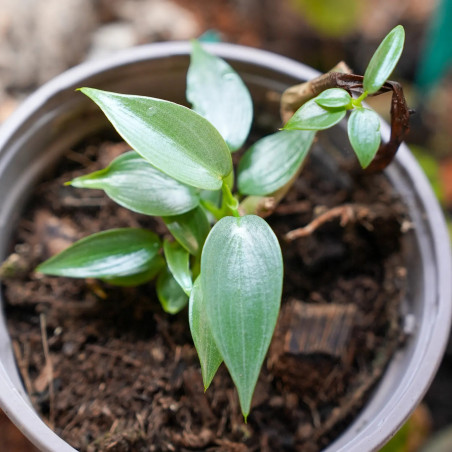Philodendron hastatum silver mini
