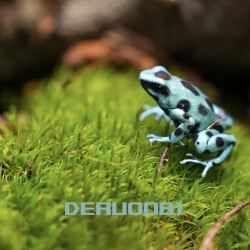 Dendrobates auratus Bronze