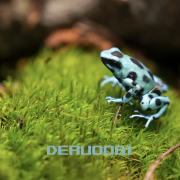 Dendrobates auratus Bronze