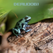 Dendrobates auratus Bronze