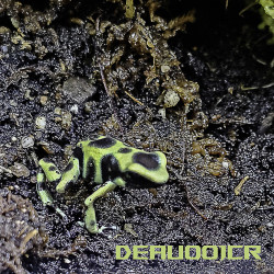 Dendrobates auratus Costa rica