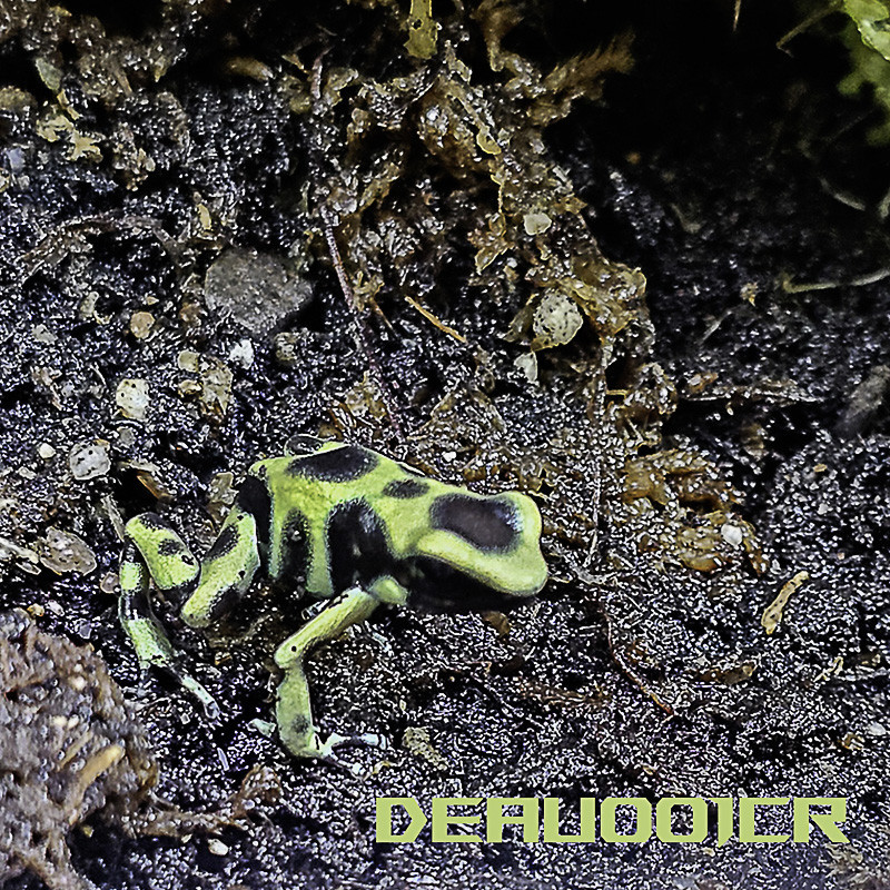 Dendrobates auratus Costa rica