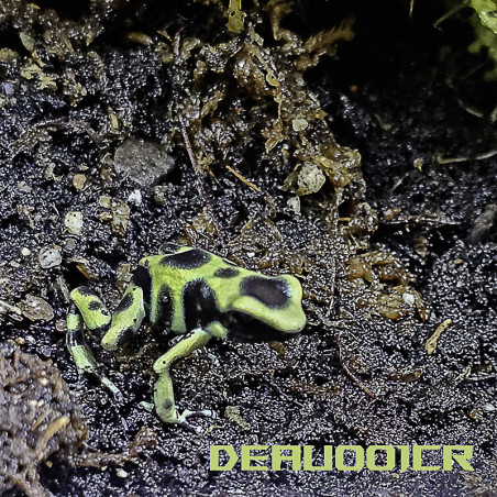 Dendrobates auratus Costa rica