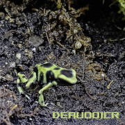 Dendrobates auratus Costa rica