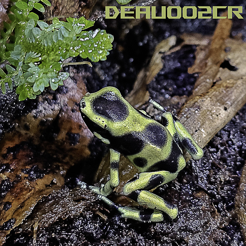 Dendrobates auratus Costa rica