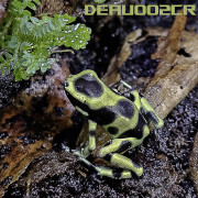 Dendrobates auratus Costa rica