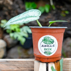 Silver vine   Scindapsus pictus