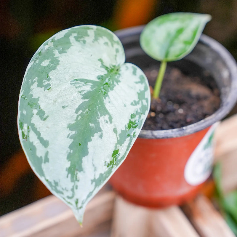 Silver vine   Scindapsus pictus