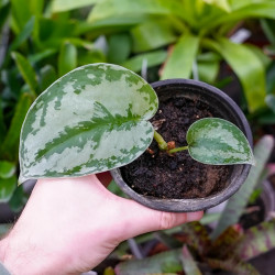 Pothos tacheté   Scindapsus pictus