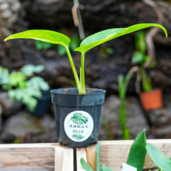 Vine Epipremnum  Aureum