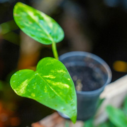 Pothos Epipremnum  Aureum