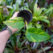 Pothos Epipremnum  Aureum