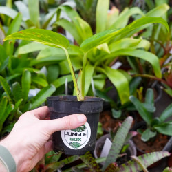 Pothos Epipremnum  Aureum