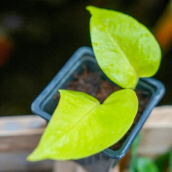 Vine Epipremnum  Aureum neon