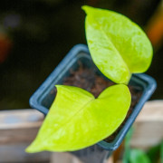 Pothos Epipremnum  Aureum Néon