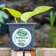 Vine Epipremnum  Aureum neon