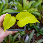 Vine Epipremnum  Aureum neon
