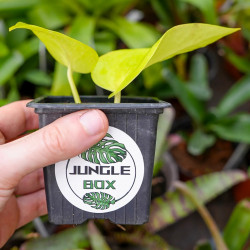 Vine Epipremnum  Aureum neon